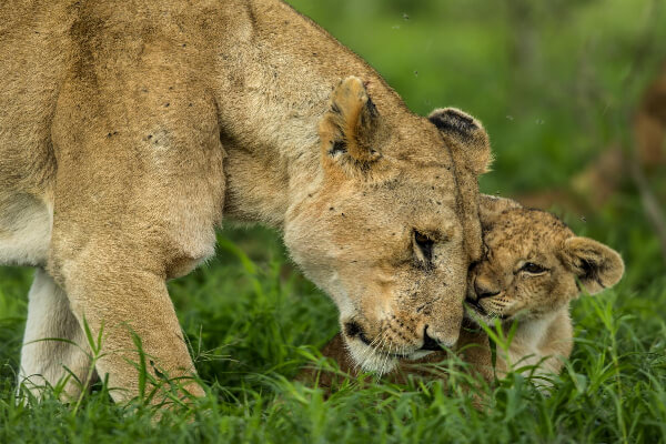 Lions in the Ngorongoro Crater, Tanzania