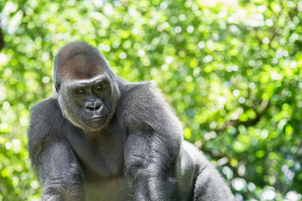 Male gorilla