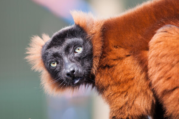 lemur in Madagascar